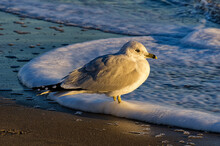 Ring-billed Gulls (Larus Delawarensis) Along The Beach In The Early Morning;  Virginia Beach, Virginia