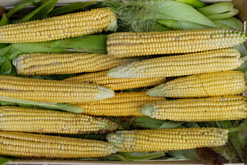 Wall Mural - Freshly harvested corn on green leaves. Corn on cob on the leaf after harvest.