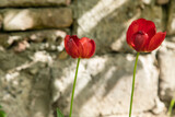 Fototapeta Tulipany - red tulips on the garden