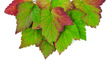 Wall Mural - Colorful fall leaves of black currant isolated on a white background. Top view.