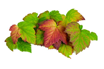 Wall Mural - Colorful fall leaves of black currant isolated on a white background. Top view.