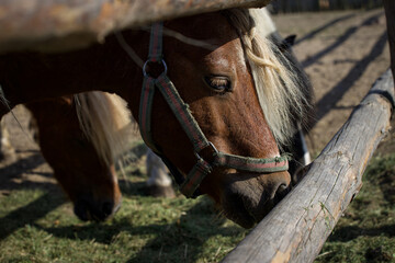 a horse beautifully lit by the rays of the summer sun, eating grass by a wooden fence.