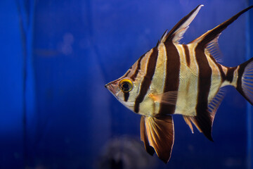 Wall Mural - Beautiful tropical fish underwater. Amazing underwater world.