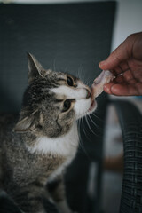 Poster - Vertical shot of a person feeding a gray cat