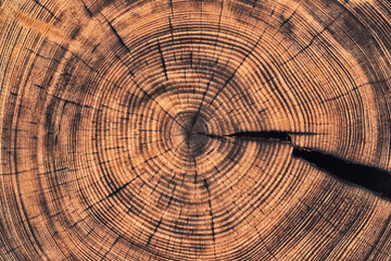 Wall Mural - rustic table with a pattern of annual rings. wood texture cut stump background