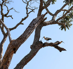 buff-necked ibis in a tree