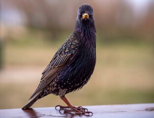 Wall Mural - Starling 