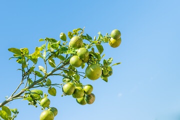 Unripe citrus mandarines on green branch in the south Spain.