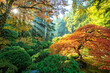 © SuperStock - Portland oregon, Japanese tree in fall foliage