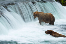Brown Bears (Ursus Arctos) Fishing In Katmai At A Waterfall                                                                              