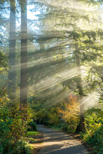 Light Beams Shining Through A Forest Trail