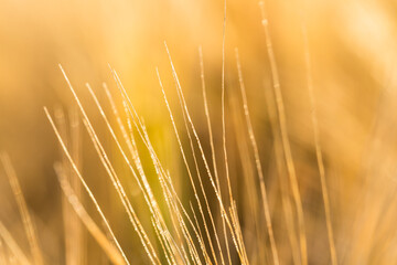 Wheat field