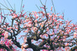 © BEIZ images - 薄いピンクの花が咲く梅の木