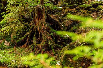 Trees in a deep forest in a mountains. Table mountain