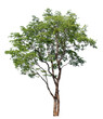 © saranyoo - Tree isolate on white background with clipping path.