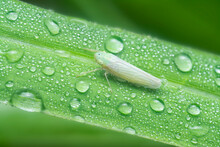 The Tiny White Leafhopper