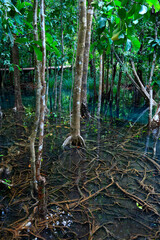 Wall Mural - natural blue pond in the middle of mangrove forest