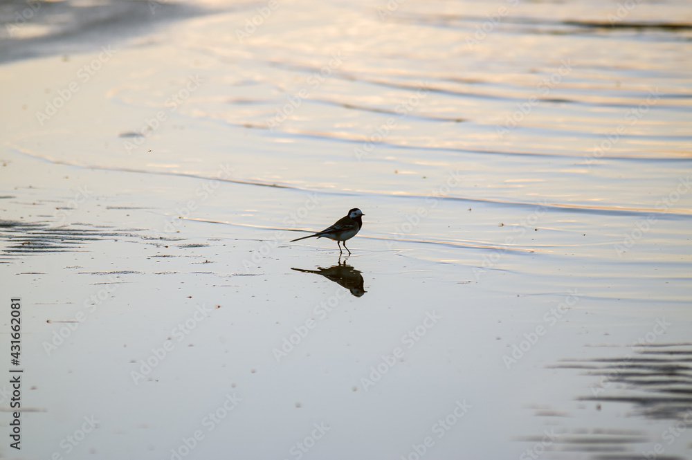 Obraz na płótnie Mały ptaszek brodzący w wodzie na plaży	
 w salonie