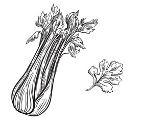 Wall Mural - Hand drawn sketch black and white celery plant, slice, leaf. Vector illustration. Elements in graphic style label, card, sticker, menu, package. Engraved style.