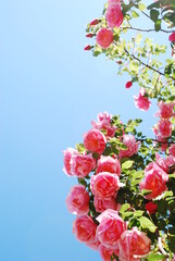 pink roses on blue sky