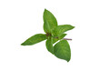 © SAKORN - Fresh basil leaves isolated on white background