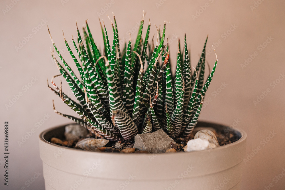 dracaena sanderiana ikea Lucky Bamboo stick - Dracaena sanderiana main image 1