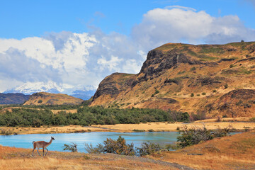 Canvas Print - The graceful wild guanacos on the river bank