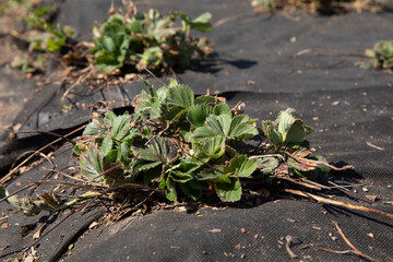 Wall Mural - Dry leaves of strawberry bush on black spunbond