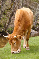 Wall Mural - Young cow grazing pasture. Head detail. Cattle livestock farming