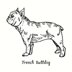 French bulldog standing side view. Ink black and white doodle drawing in woodcut style.