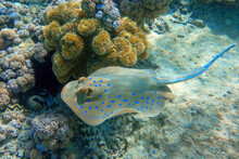 Blue Spotted Stingray (Taeniura Lymma) -  Red Sea