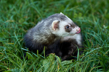 Wall Mural - Cute baby ferret on the green background