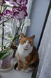  tricolor cat sits on a window sill and against a background of flowers 