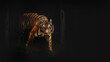 tiger wildlife in the dark room