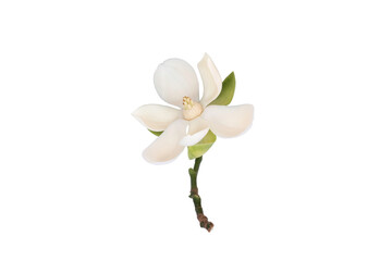Wall Mural - White magnolia flower (Magnolia grandiflora) on isolated white background, with clipping path.
