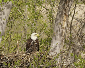 Poster - Selective focus shot of an adult Bald Eagle with a hawk in a nest on a tree