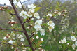 białe kwiaty na drzewie
