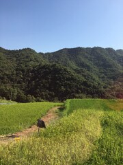 landscape with grass and mountains