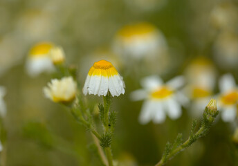 Flora of Gran Canaria -  Glebionis coronaria, formerly called Chrysanthemum coronarium, garland chrysanthemum natural macro floral background
