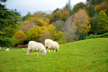 Wall Mural - Sheep marked with colorful dye grazing in green pastures. Adult sheep and baby lambs feeding in lush meadows of England.