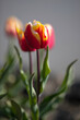 Dutch tulip in field, gray background with shallow depth of field, natural, no people
