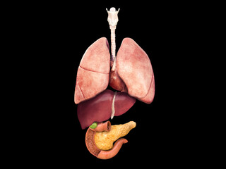 lungs, liver, pancreas, gallbladder, heart, section view of a human body with inner organs. medical 
