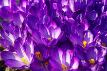 Close Up Of Purple Spring Crocus Flowers 