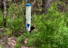 A Brown Headed Male Cowbird Sits On The Perch At The Backyard Feeder In Missouri. Bokeh Effect.