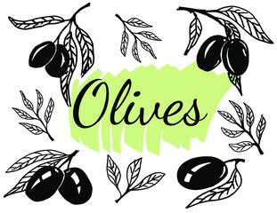 Wall Mural - Olive branches. Hand drawn illustration. Vector outline with transparent background