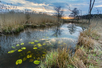 Poster - Mesmerizing view of a pond among the forests and greenery at sunset in Celle, Germany