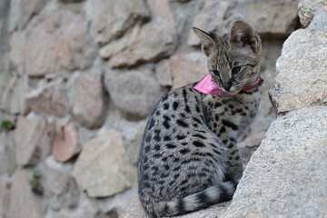 Wall Mural - F1 Savannah cat with beautiful markings