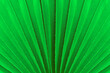 © PATARA - Natural green leave surface texture background.