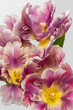 Lush bouquet of bright pink violet yellow tulips on white background