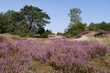 Lüneburger Heide mit Sanddüne und Heideblüte